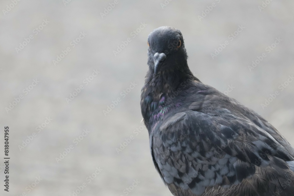 Obraz premium pigeon on the beach