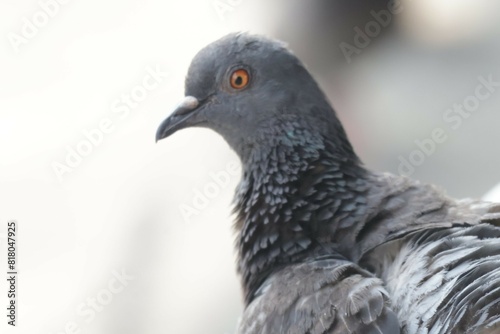 Wallpaper Mural close up of a pigeon Torontodigital.ca