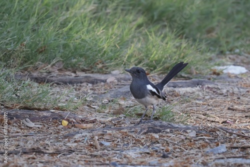 blackbird on the beach