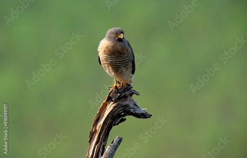 Buse à gros bec,.Rupornis magnirostris, Roadside Hawk,  Amazonie, Pérou photo