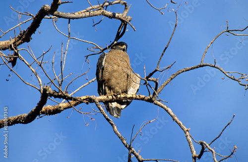 Serpentaire bacha,.Spilornis cheela, Crested Serpent Eagle, Inde