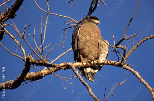 Serpentaire bacha,.Spilornis cheela, Crested Serpent Eagle, Inde photo