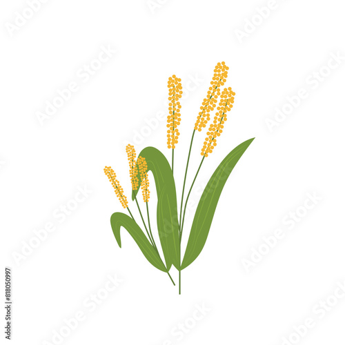 Millet-grass