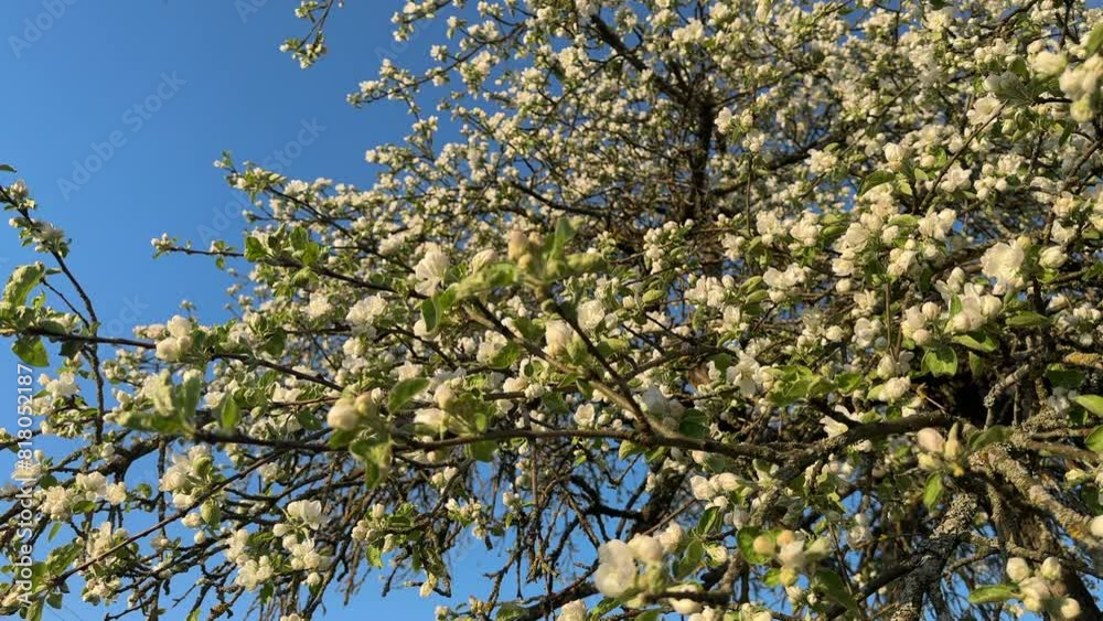 Apple blossoms. White flowers during the flowering period of the apple tree. Apple blossoms in garden.