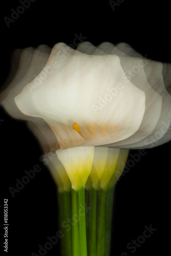 Calla Lily on black background