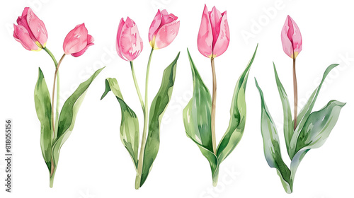 Pink tulips in watercolor