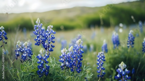 Vibrant Blue Bonnet Flowers in a Lush  Scenic Meadow