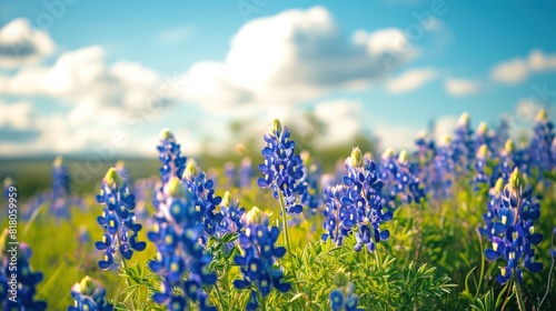 Vibrant Blue Bonnet Flowers Blossoming in a Scenic Meadow