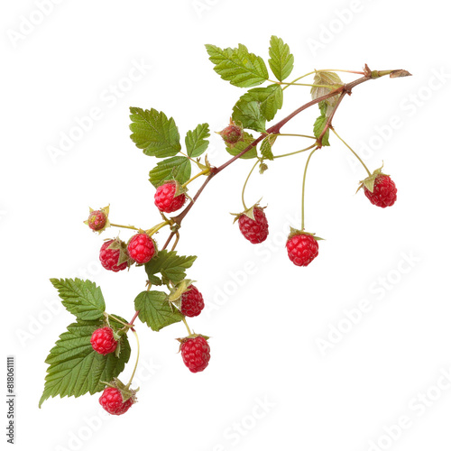 Branch with raspberries and green leaves. Isolated on transparent background.