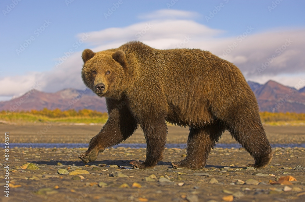 Grizzly bear (Ursus arctos horribilis) male walking on stony beach with mountains in backdrop, Katmai National Park, Alaska. Grizzly bear (Ursus arctos horribilis) male walking on stony beach with mountains in backdrop, Katmai National Park, Alaska.