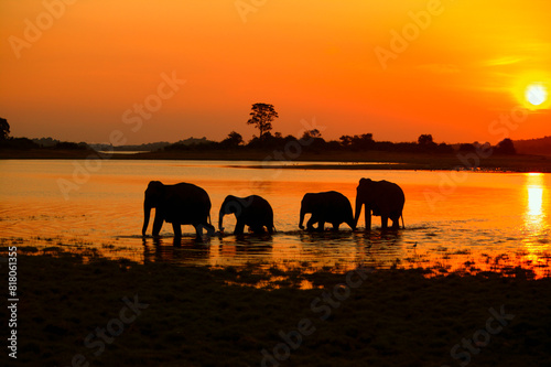 Asian elephant (Elephas maximus) herd silhouetted crossing lake at sunset, Mineria, Sri Lanka, Asia. 