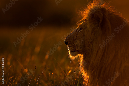 African lion (Panthera leo) male head portrait at sunrise, Masai Mara, Kenya, Africa.  photo