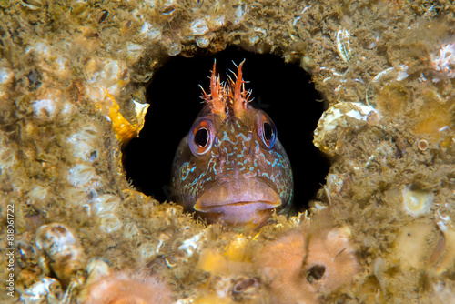 Tompot blenny fish (Parablennius gattorugine) peering out from hole under Swanage Pier, Dorset, UK,  photo