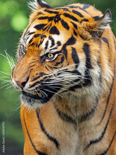 Sumatran tiger (Panthera tigris sondaica) snarling, portrait. Captive.  photo