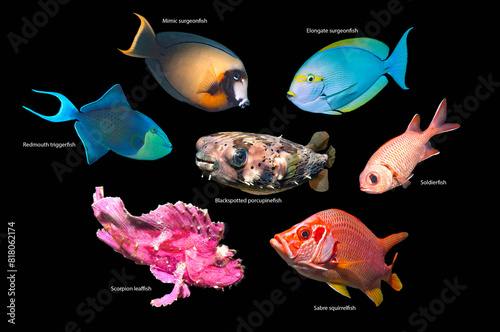 Tropical reef fish, composite image on a black background, Mimic surgeonfish (Acanthurus pyroferus), Elongate surgeonfish (Acanthurus mata), Redmouth triggerfish (Odonus niger), Black spotted porcupi photo