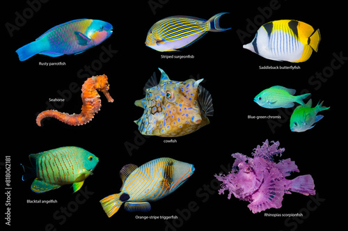Composite image of tropical reef fish on a black background, Rusty parrotfish (Scarus ferrugineus), Striped surgeonfish (Acanthurus lineatus), Saddleback butterflyfish (Chaetodon falcula), Seahorse  photo