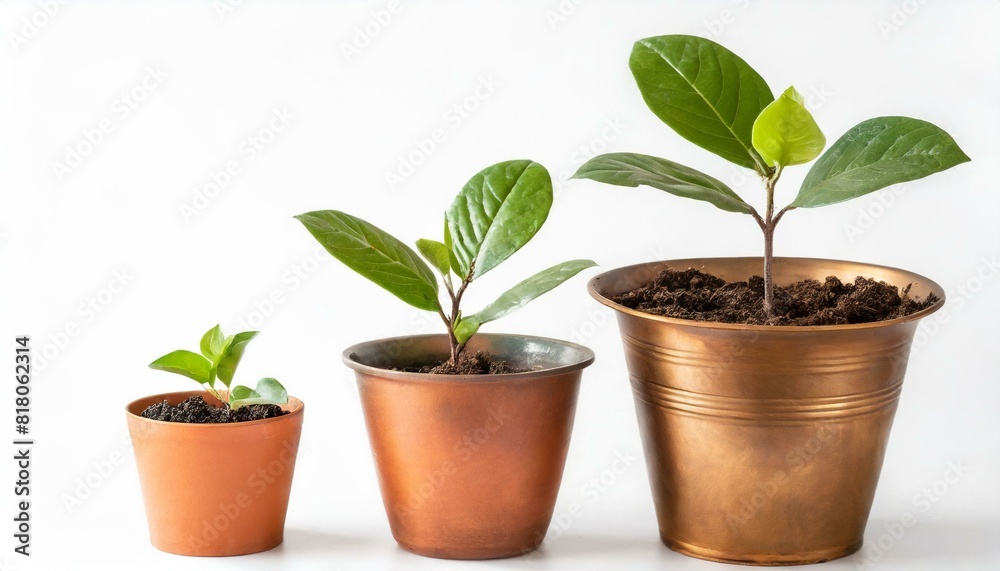Cooper bronze Plant pot isolated white background. Growth concept. Seedling, plant, tree Cooper bronze Plant pot isolated white background. Growth concept. Seedling, plant, tree