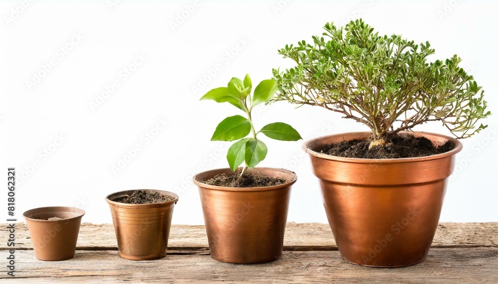 Cooper bronze Plant pot isolated white background. Growth concept. Seedling, plant, tree Cooper bronze Plant pot isolated white background. Growth concept. Seedling, plant, tree