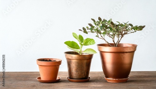 Cooper bronze Plant pot isolated white background. Growth concept. Seedling, plant, tree
