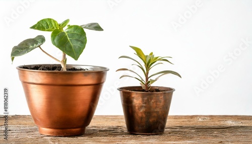 Cooper bronze Plant pot isolated white background. Growth concept. Seedling  plant  tree