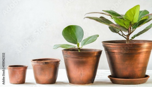 Cooper bronze Plant pot isolated white background. Growth concept. Seedling  plant  tree