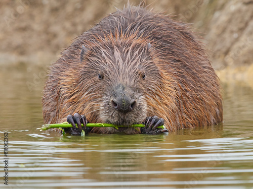 European beaver (Castor fiber) feeding on vegetation in shallow water, Cornwall, UK. August. Captive.  photo