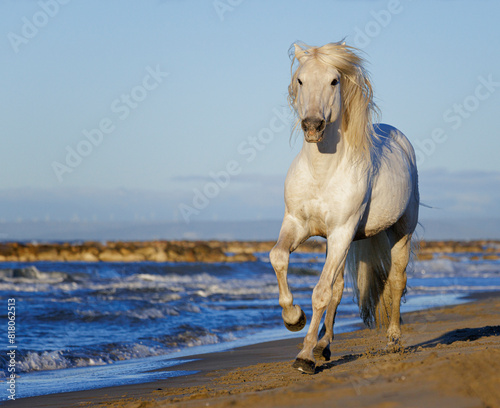 Camargue horse (Equus ferus caballus) running on beach, Camargue, France. October. 