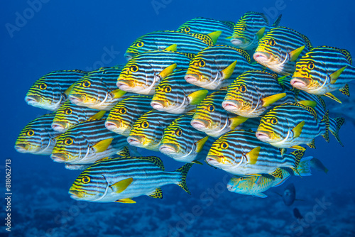 Oriental sweetlips fish (Plectorhinchus vittatus) school swimming above a coral reef, Laamu Atoll, Maldives, Indian Ocean. 