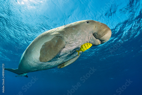 Male Dugong (Dugong dugon) swimming beneath the surface with a young Golden trevally (Gnathanodon speciosus) alongside, Marsa Alam, Egypt, Red Sea.  photo