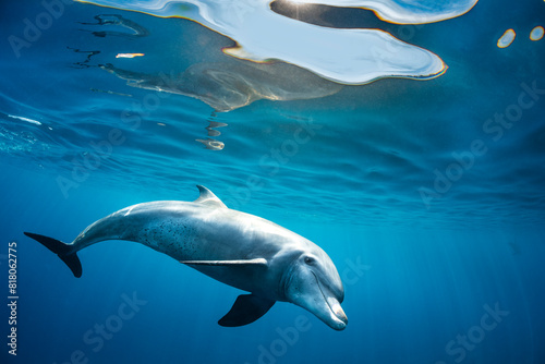 Indian Ocean bottlenose dolphin (Tursiops aduncus) swimming just below the surface in sunlight, Gubal Island, Egypt, Red Sea.  photo