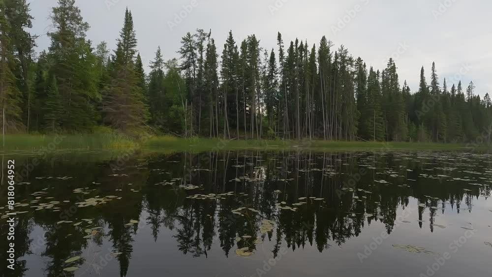 Point of view from the front of a canoe that is moving through lily pads on a calm pond. The shore is lined by a forest.
Point of view from the front of a canoe that is moving through lily pads on a calm pond. The shore is lined by a forest.