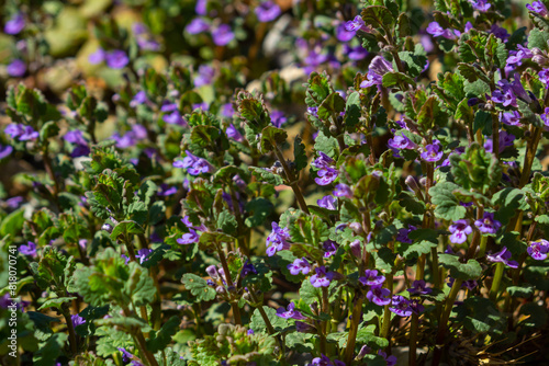 Beautiful Natural Herbal Blue Flowers Glechoma Hederacea Growing On Meadow In Springtime