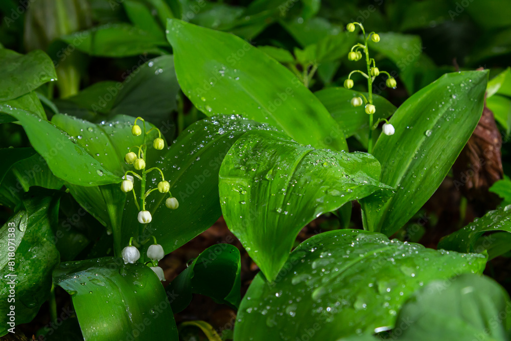 Lily of the valley, Convallaria majalis, growing wild, white fragrant flowers, detail Lily of the valley, Convallaria majalis, growing wild, white fragrant flowers, detail