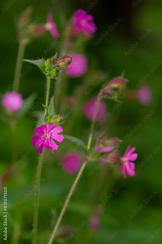 Silene dioica Melandrium rubrum, known as red campion and red catchfly, is a herbaceous flowering plant in the family Caryophyllaceae. Red campion Silene dioica Melandrium rubrum, known as red campion and red catchfly, is a herbaceous flowering plant in the family Caryophyllaceae. Red campion