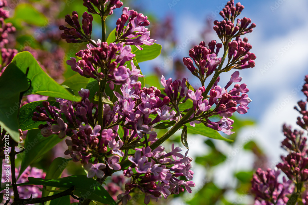 Common Lilac Syringa vulgaris blooming with violet-purple double flowers surrounded with green leaves in spring Common Lilac Syringa vulgaris blooming with violet-purple double flowers surrounded with green leaves in spring