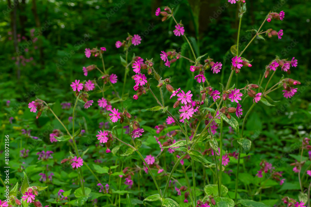 Beautiful red to pink campion. Rote Nichtnelke. Compagnon rouge. Silene dioica