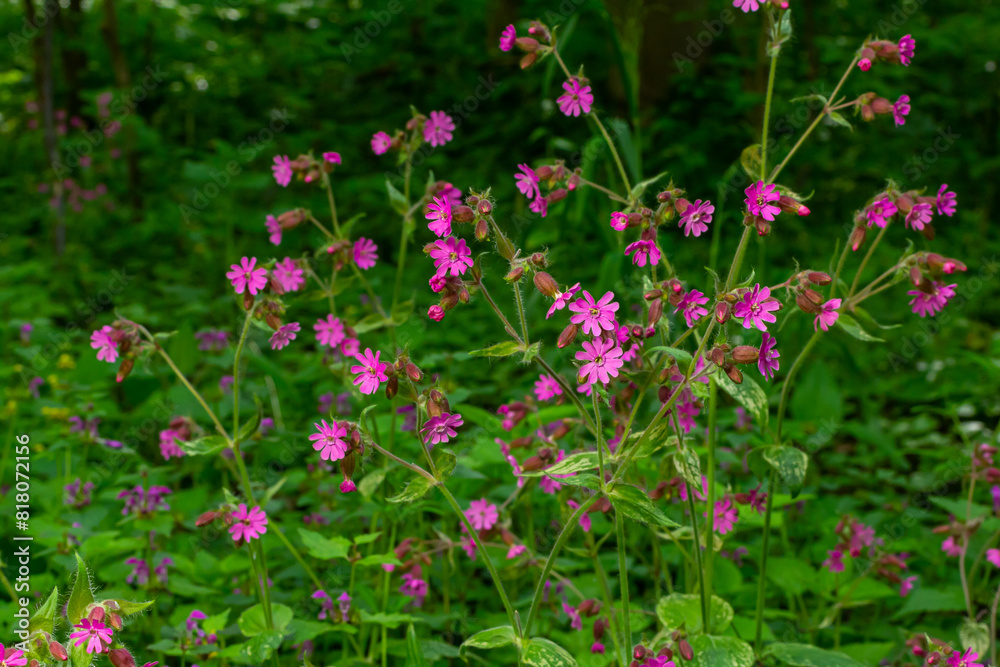Beautiful red to pink campion. Rote Nichtnelke. Compagnon rouge. Silene dioica Beautiful red to pink campion. Rote Nichtnelke. Compagnon rouge. Silene dioica