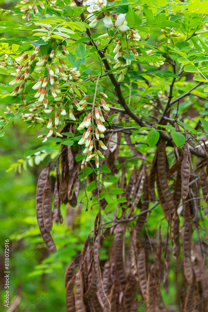 Obraz premium The enchanting blooms of Robinia Pseudoacacia flower. Black locust aka False acacia, flowers blooming