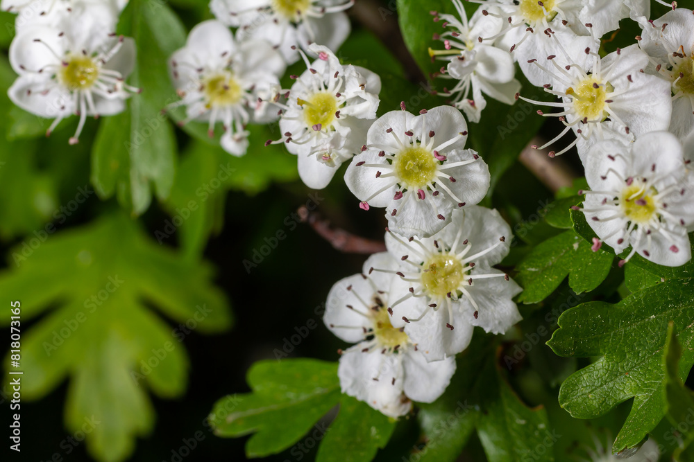 White Crataegus flowers close up in sunlight White Crataegus flowers close up in sunlight