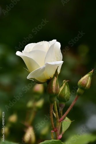 white rose flower of variety Schnewitchen from Austria