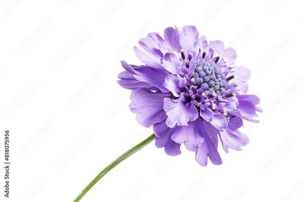 A single purple scabiosa flower in full bloom isolated on a white background A single purple scabiosa flower in full bloom isolated on a white background