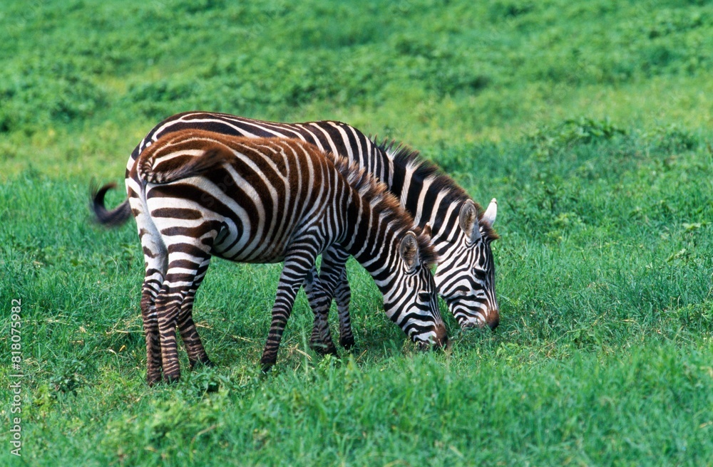 Two Zebras Feeding In Tandem, Ngorongoro Crater Two Zebras Feeding In Tandem, Ngorongoro Crater