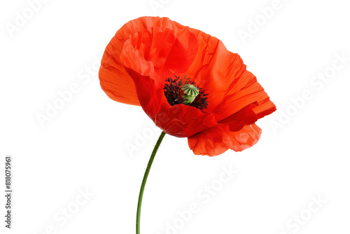 A single red poppy blossom with delicate petals isolated on a white background