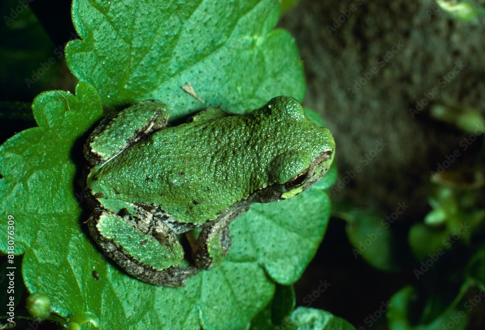 Obraz premium Green-Colored, Grey Tree Frog
