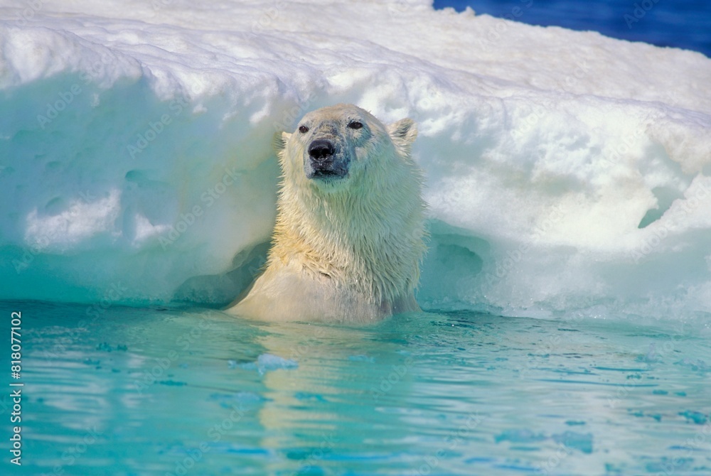 Naklejka premium Polar Bear In Water