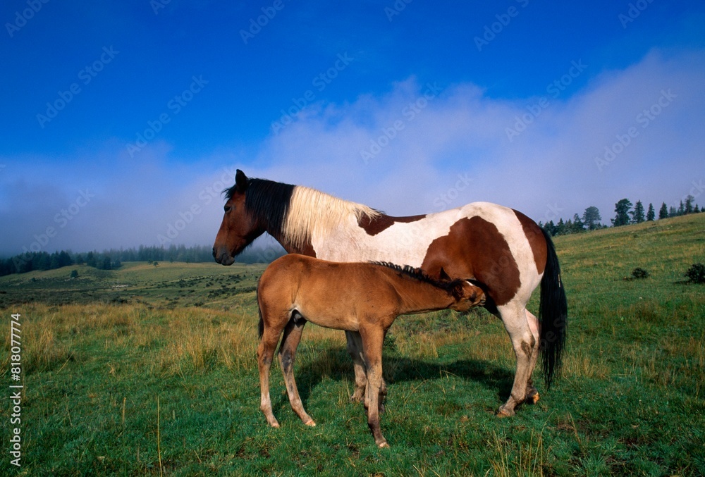 Mare Nursing Colt In Mountain Meadow Mare Nursing Colt In Mountain Meadow
