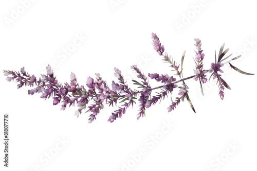 A bunch of heather and lavender branches with purple flowers isolated on a white background