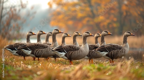 A flock of geese waddling through a grassy field near a pond. photo