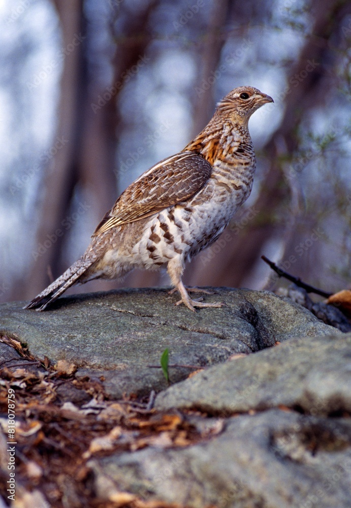 Bird In Natural Habitat