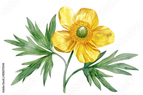 A single globeflower flower in full bloom isolated on a white background